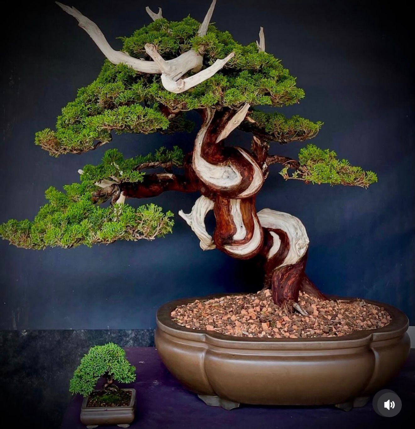 Bonsai premium Amazon Bonsai