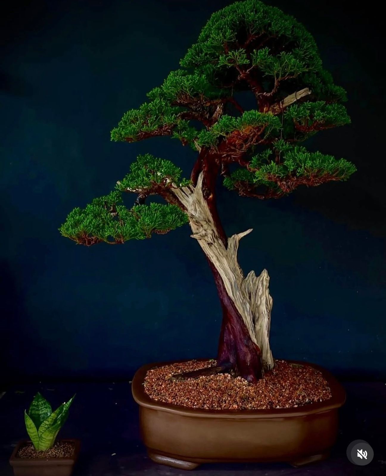 Bonsai artístico Amazon Bonsai