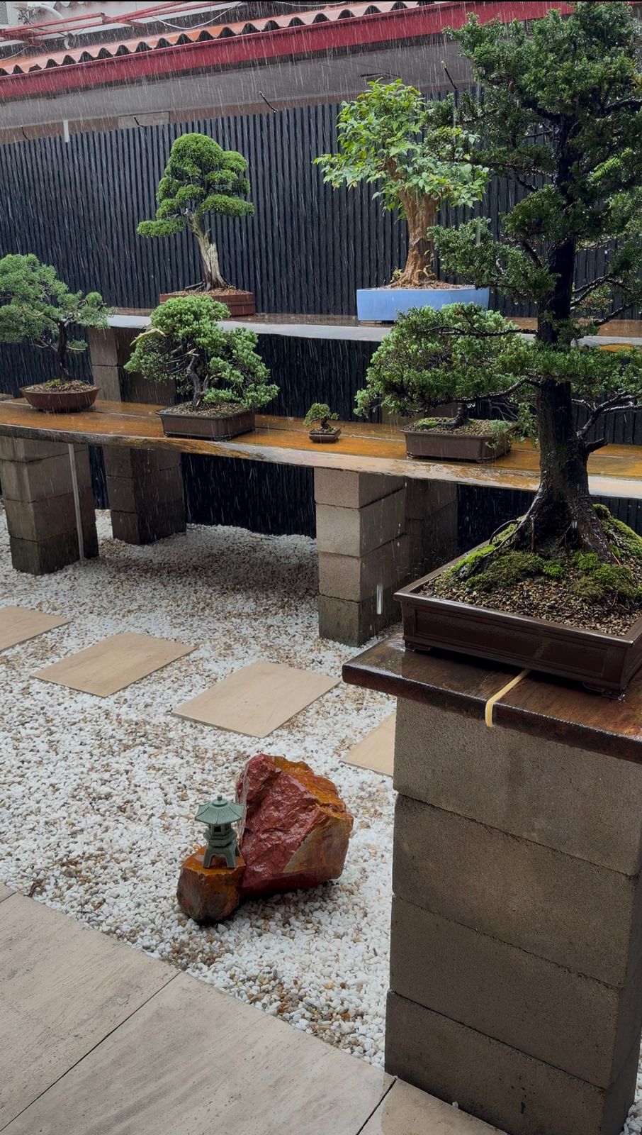 Jardim de bonsais Amazon Bonsai