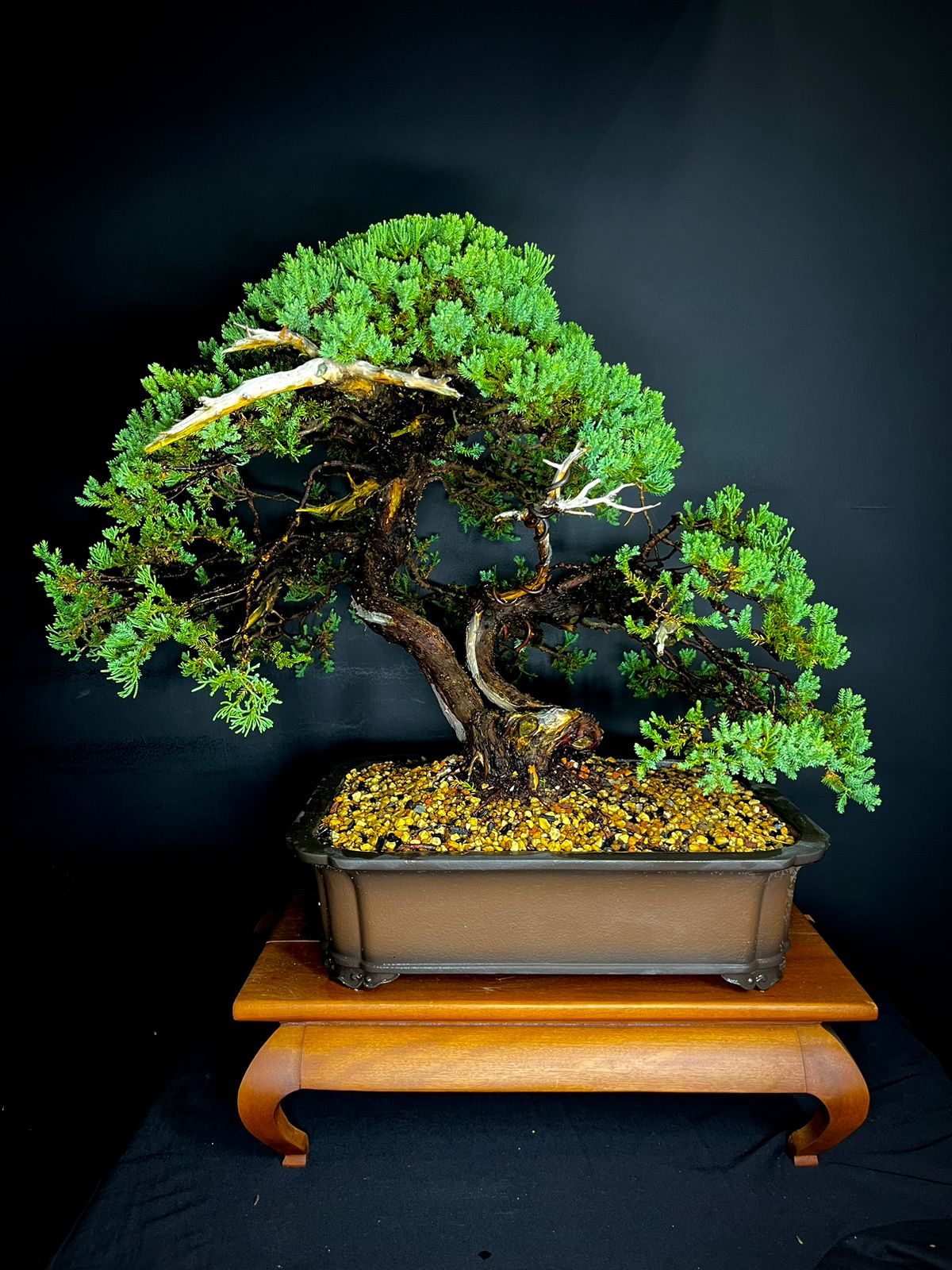 Procumbens premium